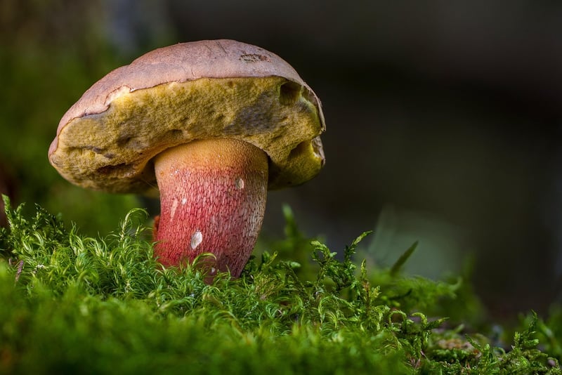Mushroom Forest