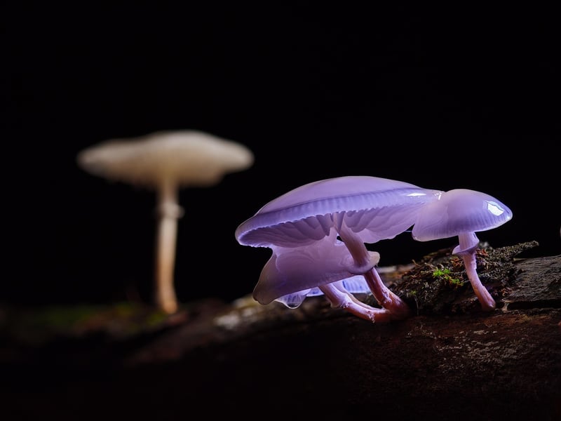 Enchanted Forest Mushroom